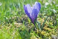 Blue crocus with drops of water in green grass Royalty Free Stock Photo