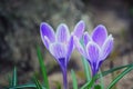 Blue crocus duet Royalty Free Stock Photo