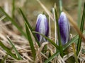 Crocus in field in Iceland Royalty Free Stock Photo