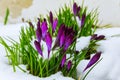 Blue crocus flowering from snow