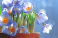 Blue crocus flowers in a pot