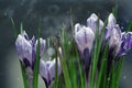 Blue crocus flowers spring