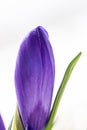 Blue crocus macro