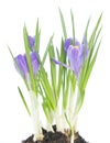 Blue crocus on white background