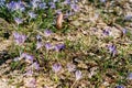 Blue crocuses bloom in a sunny spring meadow among dry foliage and fir cones Royalty Free Stock Photo