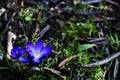 Beautiful first spring flowers crocuses in blossom Royalty Free Stock Photo