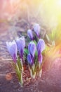 Blue crocuses. Early bloom pleases the human eye. Blue snowdrops in a spring forest. The first spring flowers Royalty Free Stock Photo