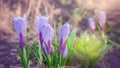 Blue crocuses. Early bloom pleases the human eye. Blue snowdrops in a spring forest. The first spring flowers Royalty Free Stock Photo