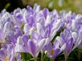 Blue crocuses growing on the ground in early spring. First spring flowers blooming in garden. Spring meadow full of white crocuses