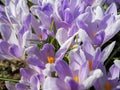 Blue crocuses growing on the ground in early spring. First spring flowers blooming in garden. Spring meadow full of white crocuses