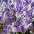 Blue crocuses growing on the ground in early spring. First spring flowers blooming in garden. Spring meadow full of white crocuses