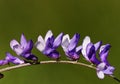 blue crocuses in meadow. shallow depth of field Royalty Free Stock Photo