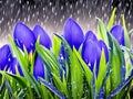 Blue crocuses during a rainstorm