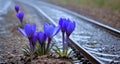 Blue crocuses Spring flowers blooming in drops of water on the background of rain drops. AI generated Royalty Free Stock Photo