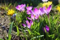 Blue crocuses in spring in last year`s foliage