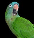 Blue Crown Conure Royalty Free Stock Photo