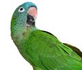 Blue Crown Conure