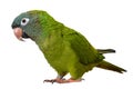 Blue Crown Conure Royalty Free Stock Photo