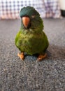Blue Crown Conure Royalty Free Stock Photo