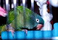 Blue Crowned Conure Royalty Free Stock Photo