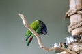 Blue-Crowned-Conure Royalty Free Stock Photo