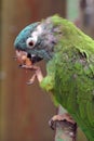 Blue crowned conure eating nut on a perch Royalty Free Stock Photo