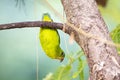 Blue - crowned Hanging Parrot