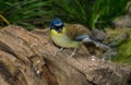 Blue Crowned Laughing Thrush