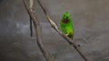 Single Blue-Crowned Lorikeet Royalty Free Stock Photo