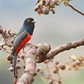 Blue-Crowned Male Trogon Royalty Free Stock Photo