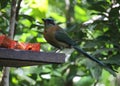 Blue crowned motmot loves papaya