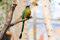 Blue-Crowned Motmot (Momotus momota)