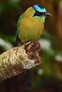 Blue-crowned Motmot, Momotus momota, portrait of nice big bird wild nature, beautiful coloured forest background, art view, Panama