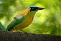 Blue-crowned Motmot, Momotus momota, portrait of nice big bird wild nature, beautiful coloured forest background, art view, Salvad