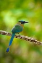 Blue-crowned Motmot, Momotus momota, portrait of nice big bird wild nature, Costa Rica Royalty Free Stock Photo