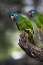 Blue-crowned Parakeet Royalty Free Stock Photo