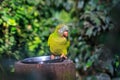 The blue-crowned parakeet, blue-crowned conure, or sharp-tailed conure Royalty Free Stock Photo