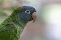 Blue-crowned parakeet, blue-crowned conure, or sharp-tailed conure, Thectocercus acuticaudatus is a small green Neotropical parrot Royalty Free Stock Photo