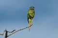 Blue crowned Parakeet, La Pampa Province, Royalty Free Stock Photo