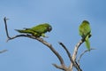 Blue crowned Parakeet, La Pampa Province Royalty Free Stock Photo