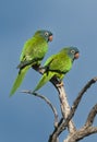 Blue crowned Parakeet, La Pampa Province, Royalty Free Stock Photo