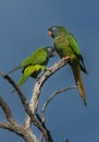 Blue crowned Parakeet, La Pampa Province, Royalty Free Stock Photo