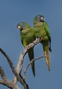 Blue crowned Parakeet, La Pampa Province, Royalty Free Stock Photo