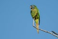 Blue crowned Parakeet, La Pampa Province, Royalty Free Stock Photo