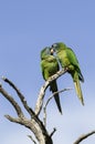 Blue crowned Parakeet, La Pampa Province, Royalty Free Stock Photo