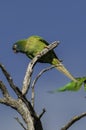 Blue crowned Parakeet, La Pampa Province, Royalty Free Stock Photo