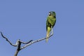 Blue crowned Parakeet, La Pampa Province, Royalty Free Stock Photo