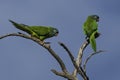 Blue crowned Parakeet, La Pampa Province, Royalty Free Stock Photo