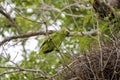 Blue-crowned Parakeet at its nest, Pantanal Wetlands, Mato Grosso, Brazil Royalty Free Stock Photo