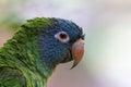 Blue crowned parakeet, Thectocercus acuticaudatus, Jurong Bird Sanctuary, Singapore Royalty Free Stock Photo